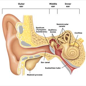 Hearing Tinnitus - What Causes The Ear Ringing?