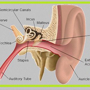 Clear Tinnitus Ingredients - Tinnitus Relief Treatment - Tinnitus Hypnotherapy